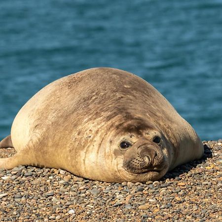 La Elvira Natural Lodge Nature & Wildlife Experience In Peninsula Valdes Punta Delgada المظهر الخارجي الصورة