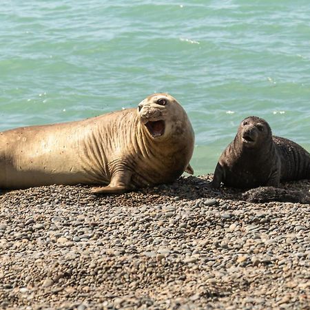 La Elvira Natural Lodge Nature & Wildlife Experience In Peninsula Valdes Punta Delgada المظهر الخارجي الصورة