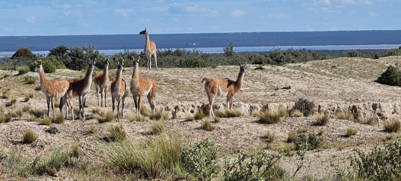 La Elvira Natural Lodge Nature & Wildlife Experience In Peninsula Valdes Punta Delgada المظهر الخارجي الصورة