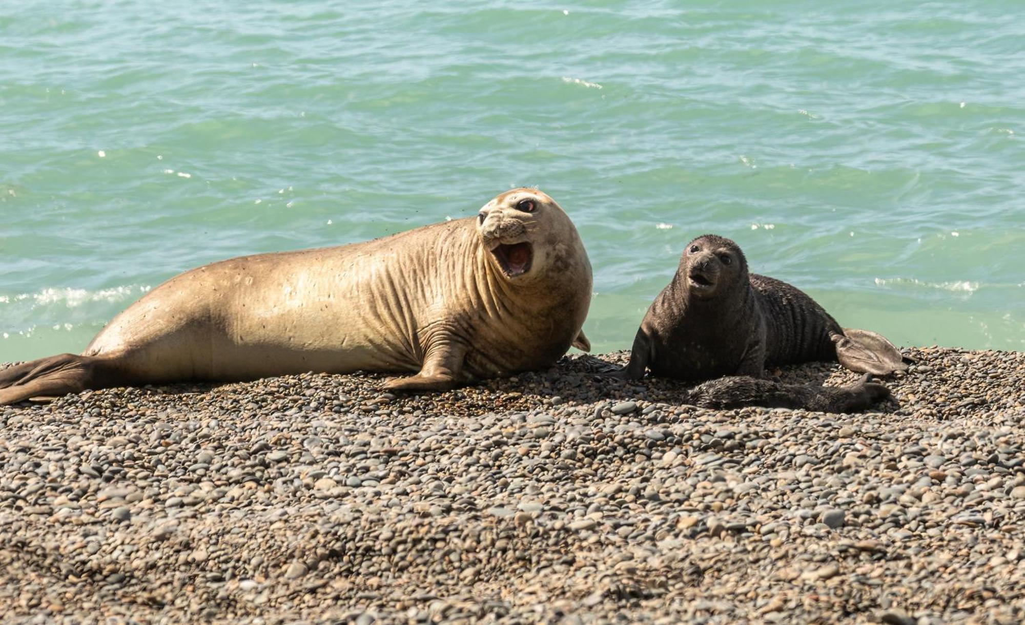 La Elvira Natural Lodge Nature & Wildlife Experience In Peninsula Valdes Punta Delgada المظهر الخارجي الصورة